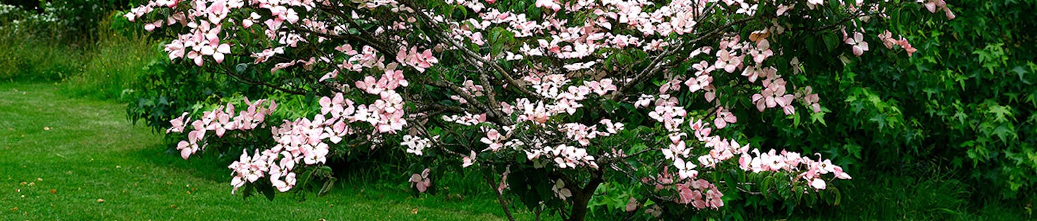 Træer til haven Flotte træer til haven